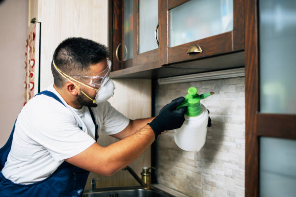 Best Local Pest Control Services  in Flowing Wells, AZ