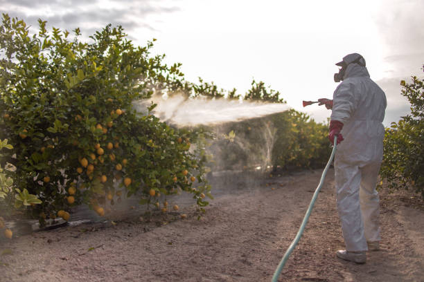Best Ant Control Services  in Flowing Wells, AZ