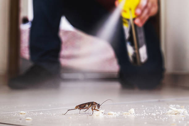 Best Flea Control Services  in Flowing Wells, AZ