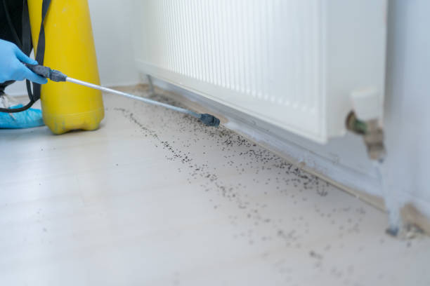 Best Residential Pest Control  in Flowing Wells, AZ